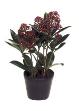 Skimmia japonica 13 cm potte